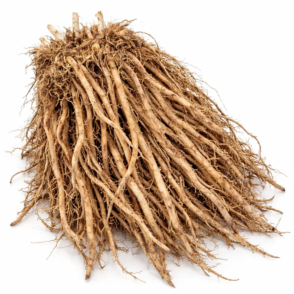 Mary Washington Asparagus Plants | Heirloom Bare Root Crowns (2-Year) | Tender Spears, Winter Hardy, Heat & Rust Resistant (Zones 3–8)