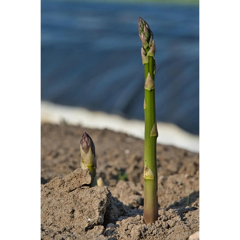 Mary Washington Asparagus Plants | Heirloom Bare Root Crowns (2-Year) | Tender Spears, Winter Hardy, Heat & Rust Resistant (Zones 3–8)